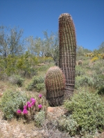 Barrel and Hedgehog Cacti